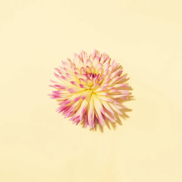 Gele dahlia bloem op pastelachtergrond. Bovenaanzicht. Plat gelegd. Begrepen, ruimte. Creatief minimalisme stilleven. Bloemen ontwerp. — Stockfoto