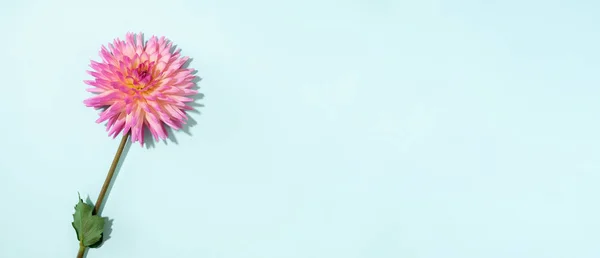 Roze dahlia bloem op pastelblauwe achtergrond. Bovenaanzicht. Plat gelegd. Begrepen, ruimte. Creatief minimalisme stilleven. Bloemen ontwerp. Banner — Stockfoto