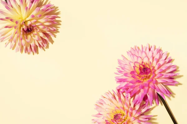 Feestelijke bloemenboeket over pastelgele achtergrond, kopieer ruimte. Bovenaanzicht. Creatieve wenskaart met gele en roze dahlia bloemen — Stockfoto