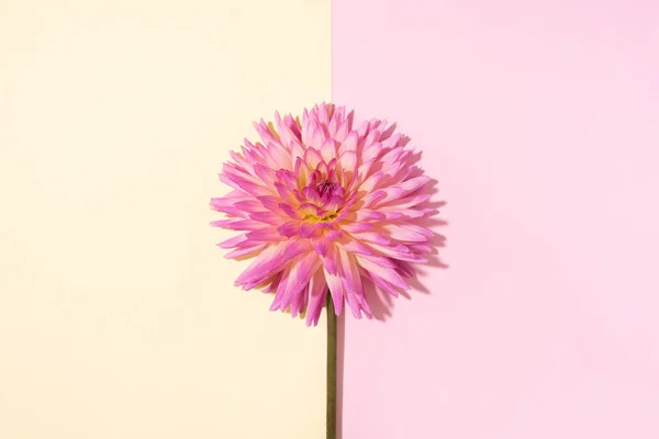 Roze dahlia bloem op pastelgele achtergrond. Bovenaanzicht. Plat gelegd. Begrepen, ruimte. Creatief minimalisme stilleven. Bloemen ontwerp. — Stockfoto