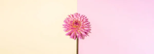 Roze dahlia bloem op pastelgele achtergrond. Bovenaanzicht. Plat gelegd. Begrepen, ruimte. Een spandoek. Creatief minimalisme stilleven. Bloemen ontwerp. — Stockfoto