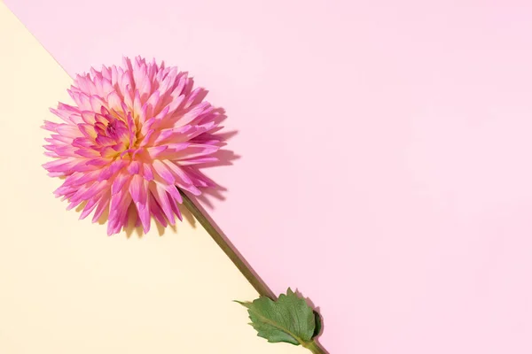 Roze dahlia bloem op pastelgele achtergrond. Bovenaanzicht. Plat gelegd. Begrepen, ruimte. Een spandoek. Creatief minimalisme stilleven. Bloemen ontwerp. — Stockfoto