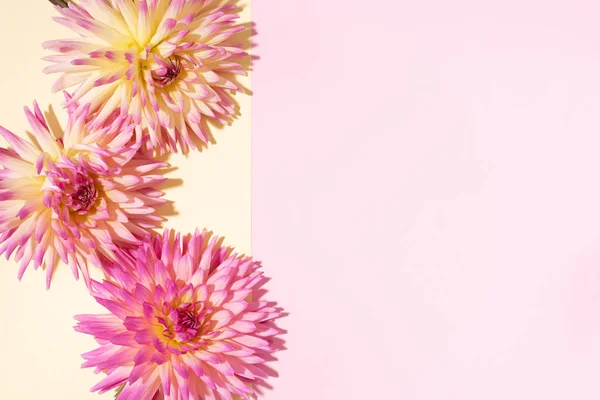 Dahlia balkruidachtige bloemen op roze en gele achtergrond. Begrepen, ruimte. Bovenaanzicht. Plat gelegd. Bloemen ontwerp. Pastel zomerbloem voor romantische date of trouwkaart. Bloemist concept — Stockfoto