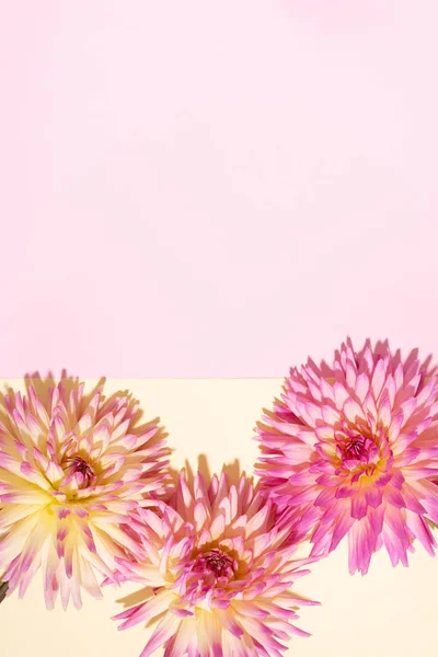 Dahlia ball-barbarry flowers on pink and yellow background. Copy space. Top view. Flat lay. Floral design. Pastel summer flower for romantic date or wedding card. Florist concept — Stock Photo, Image