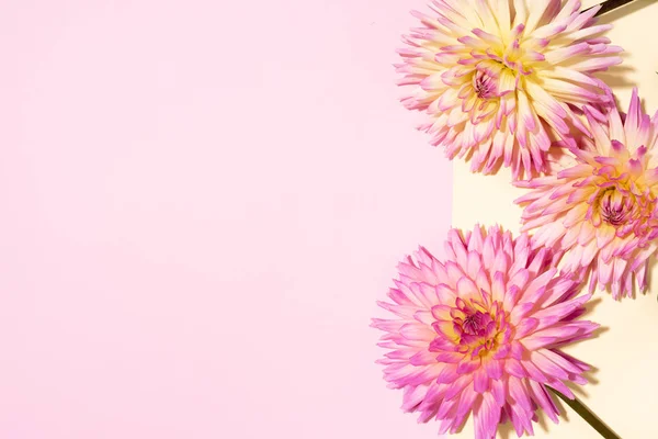 Feestelijke bloemboeket over pastel roze en gele achtergrond, kopieer ruimte. Bovenaanzicht. Creatieve wenskaart met dahlia bloemen — Stockfoto