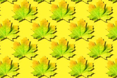 Akçaağaç sarı arka planda iz bırakır. Üst Manzara. Düz yatıyordu. Mevsim konsepti. Renkli sonbahar yapraklarının yaratıcı düzeni.