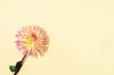 Pastel arka planda sarı yıldız çiçeği. Üst Manzara. Düz yatıyordu. Uzayı kopyala Yaratıcı minimalizm hala hayat. Çiçek tasarımı.