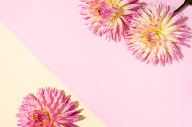 Pastel pembe ve sarı arkaplan üzerinde şenlikli çiçek buketi, kopyalama alanı. Üst Manzara. Yıldız çiçekli yaratıcı tebrik kartı