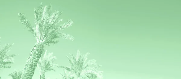 Palmeras tropicales sobre el cielo de color menta de moda. Concepto de verano y viajes. Fondo de vacaciones. Hojas de palma y ramas textura con espacio de copia. Banner . — Foto de Stock