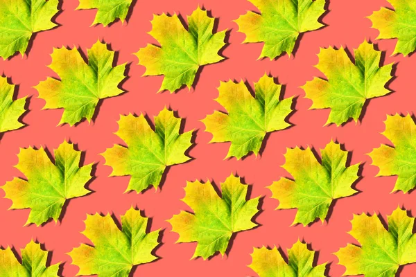 Layout criativo de folhas coloridas de outono. Banner com padrão de folhas de bordo amarelo no fundo de coral. Vista superior. Deitado. Conceito da estação . — Fotografia de Stock