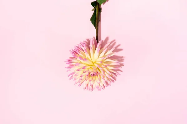 Flor rosa de dalia sobre fondo amarillo pastel. Vista superior. Acostado. Copiar espacio. Minimalismo creativo bodegón. Diseño floral . —  Fotos de Stock