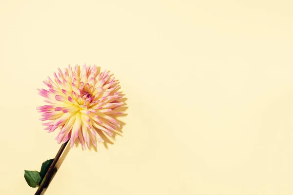Gele dahlia bloem op pastelachtergrond. Bovenaanzicht. Plat gelegd. Begrepen, ruimte. Creatief minimalisme stilleven. Bloemen ontwerp. — Stockfoto