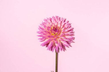 Pastel arka planda pembe yıldız çiçeği. Üst Manzara. Düz yatıyordu. Uzayı kopyala Yaratıcı minimalizm hala hayat. Çiçek tasarımı.