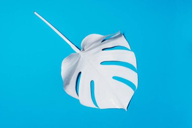 Yaz kompozisyonu. Mavi arka planda beyaz tropik palmiye yaprakları. Yaz kavramı. Düz konum, üst görünüm, kopyalama alanı