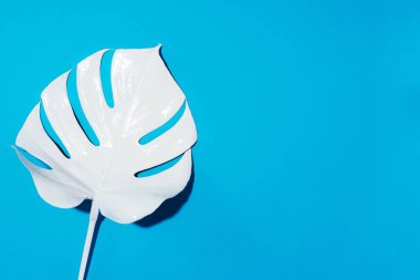 Mavi arka planda beyaz boyalı canavar tropikal yaprağı. Yaz asgari kavramı.