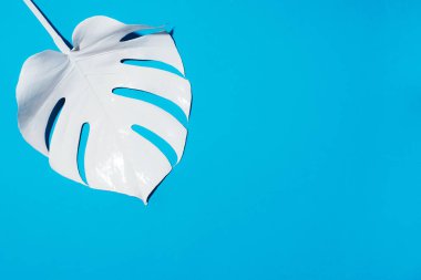 Mavi arka planda beyaz boyalı canavar tropikal yaprağı. Yaz asgari kavramı.