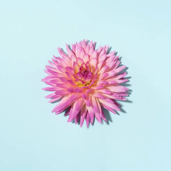 Roze dahlia bloem op pastelblauwe achtergrond. Bovenaanzicht. Plat gelegd. Begrepen, ruimte. Creatief minimalisme stilleven. Bloemen ontwerp. — Stockfoto