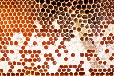 Taze bal dolu hücreli bal peteği. Makro fotoğrafçılık.