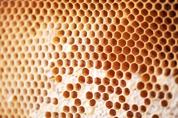 Hřeben s buňkami plnými čerstvého medu. Makro fotografie. — Stock fotografie