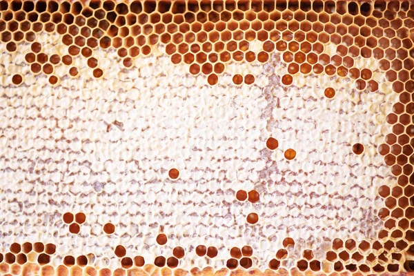 蜂蜜でいっぱいのハニカムと木製のフレーム。デザインの背景を閉じます。マクロだミツバチの巣 — ストック写真