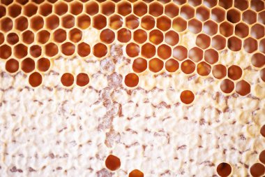 Balpeteği bal dolu ahşap çerçeve. Tasarım için arkaplanı kapat. Makro. Bal arısı kovanı