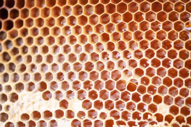 Taze bal dolu hücreli bal peteği. Makro fotoğrafçılık.