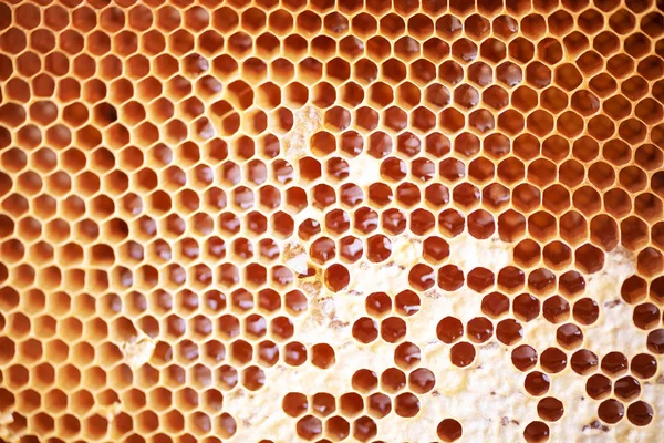 Panal con celdas llenas de miel fresca. Macro fotografía . Imagen De Stock