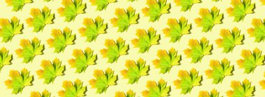 Renkli sonbahar yapraklarının yaratıcı düzeni. Sarı arka planda akçaağaç desenli pankart var. Üst Manzara. Düz yatıyordu. Sezon konsepti.