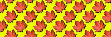 Altın sonbahar konsepti. Kırmızı akçaağaç, neon rengi sarı arka planda iz bırakır. Üst Manzara. Sonbahar renkleri