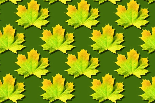 Creatieve lay-out van kleurrijke herfstbladeren. Banner met gele esdoorn bladeren patroon op groene achtergrond. Bovenaanzicht. Plat gelegd. Seizoensconcept. — Stockfoto