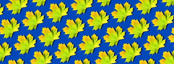 Arany őszi koncepció. Sárga, zöld, narancssárga juhar mintákat hagy a kék háttérben. Első látásra. Az esés színei — Stock Fotó