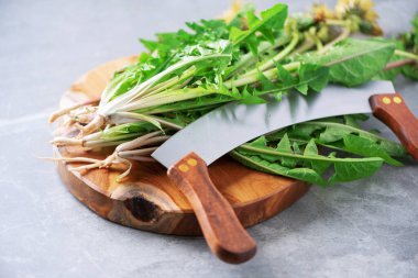 Tahtaya kök salmış karahindiba, kopyalama alanı. Naturopati konsepti, bitkisel bütünsel tıp, alternatif yaklaşım. Az yağlı diyet.