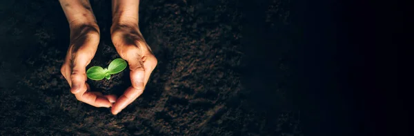 Çiftçi eli genç bitkiyi tutuyor. Üst Manzara. Pankart. Yeni hayat, eko, sürdürülebilir yaşam, sıfır israf, plastiksiz, dünya günü, yatırım konsepti. İncil yayılıyor. Bebek yetiştirmek, doğayı korumak..
