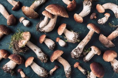 Organik orman yiyeceği, yenilebilir taze Porcini mantarı. Sonbahar hasat konsepti. Siyah arka planda Boletus Edulis mantarları. Uzayı kopyala Üst görünüm