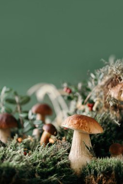 Kahverengi boletus edulis mantarı güz yeşili yosunlarda yetişiyor kırmızı yaban mersinli, yeşil çimenli. Sonbahar hasat konsepti. Porcini, sepet mantarı. Uzayı kopyala Organik orman yiyecekleri.