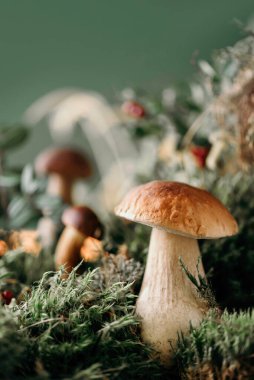 Yeşil yosun içinde taze porcini mantarı. Sonbahar hasat konsepti. Boletus edulis, seps mantarı. Uzayı kopyala Organik orman yiyeceği, yeşil çimen, kırmızı yaban mersini..
