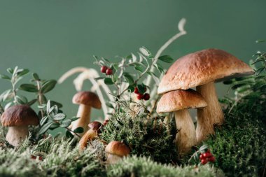 Kahverengi boletus edulis mantarı güz yeşili yosunlarda yetişiyor kırmızı yaban mersinli, yeşil çimenli. Sonbahar hasat konsepti. Porcini, sepet mantarı. Uzayı kopyala Organik orman yiyecekleri.