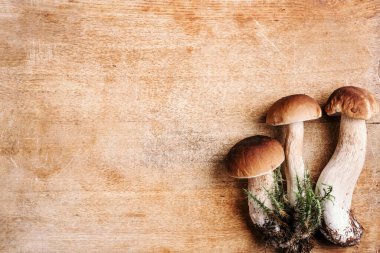 Cep mantarı toplama. Ahşap arka planda Boletus Edulis mantarı. Uzayı kopyala Üst Manzara. Organik orman yiyeceği, yenilebilir taze Porcini mantarı. Sonbahar hasat konsepti