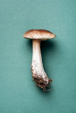 Cep mantarı toplama. Yeşil arka planda Boletus Edulis mantarı. Uzayı kopyala Üst Manzara. Organik orman yiyeceği, yenilebilir taze Porcini mantarı. Sonbahar hasat konsepti