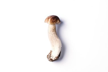 Cep mantarı toplama. Beyaz arka planda izole edilmiş Boletus Edulis mantarı. Uzayı kopyala Üst Manzara. Organik orman yiyeceği, yenilebilir taze Porcini mantarı. Sonbahar hasat konsepti