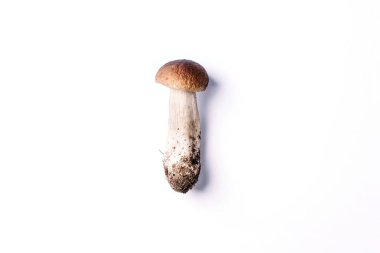 Beyaz arka planda izole edilmiş Boletus Edulis mantarı. Uzayı kopyala Üst Manzara. Organik orman yiyeceği, yenilebilir taze Porcini mantarı. Sonbahar hasat konsepti. Cep mantarı toplama.