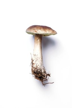 Beyaz arka planda izole edilmiş Boletus Edulis mantarı. Uzayı kopyala Üst Manzara. Organik orman yiyeceği, yenilebilir taze Porcini mantarı. Sonbahar hasat konsepti. Cep mantarı toplama.