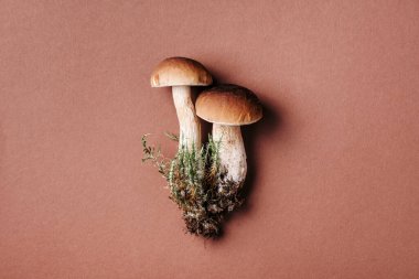 Cep mantarı toplama. Kahverengi arka planda Boletus Edulis mantarı. Uzayı kopyala Üst Manzara. Organik orman yiyeceği, yenilebilir taze Porcini mantarı. Sonbahar hasat konsepti