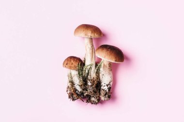 Pembe arka planda Boletus Edulis mantarı. Uzayı kopyala Üst Manzara. Organik orman yiyeceği, yenilebilir taze Porcini mantarı. Sonbahar hasat konsepti. Cep mantarı toplama.