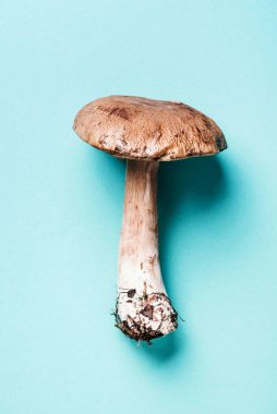 Mavi arka planda Boletus Edulis mantarı. Uzayı kopyala Üst Manzara. Organik orman yiyeceği, yenilebilir taze Porcini mantarı. Sonbahar hasat konsepti. Cep mantarı toplama.