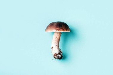 Cep mantarı toplama. Mavi arka planda Boletus Edulis mantarı. Uzayı kopyala Üst Manzara. Organik orman yiyeceği, yenilebilir taze Porcini mantarı. Sonbahar hasat konsepti