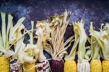 koyu arka plan üzerinde çeşitli Mısır koçanı. kavram hasat sonbahar
