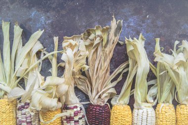 Mısır koçanı koyu arka plan üzerinde