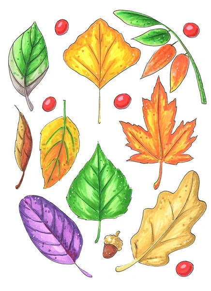 Kleurrijke Herfst Bladeren Set Isolatedon Witte Achtergrond Boven Plat Lag — Stockfoto