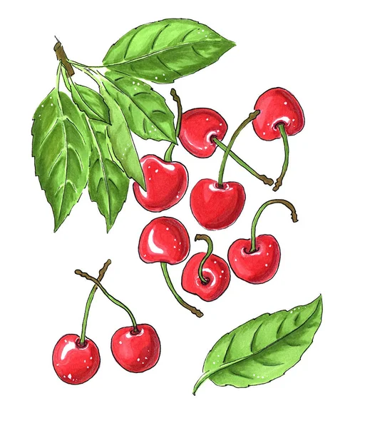 Bright Cherries Green Leaves Isolatedon White Background Hand Drawn Illustration — Stock Photo, Image